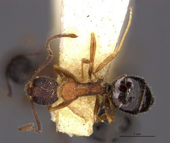 Media type: image;   Entomology 23352 Aspect: habitus dorsal view